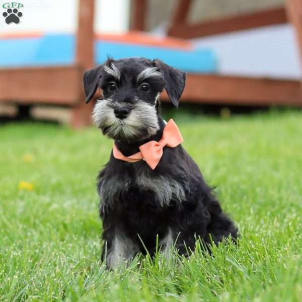 Iris, Miniature Schnauzer Puppy